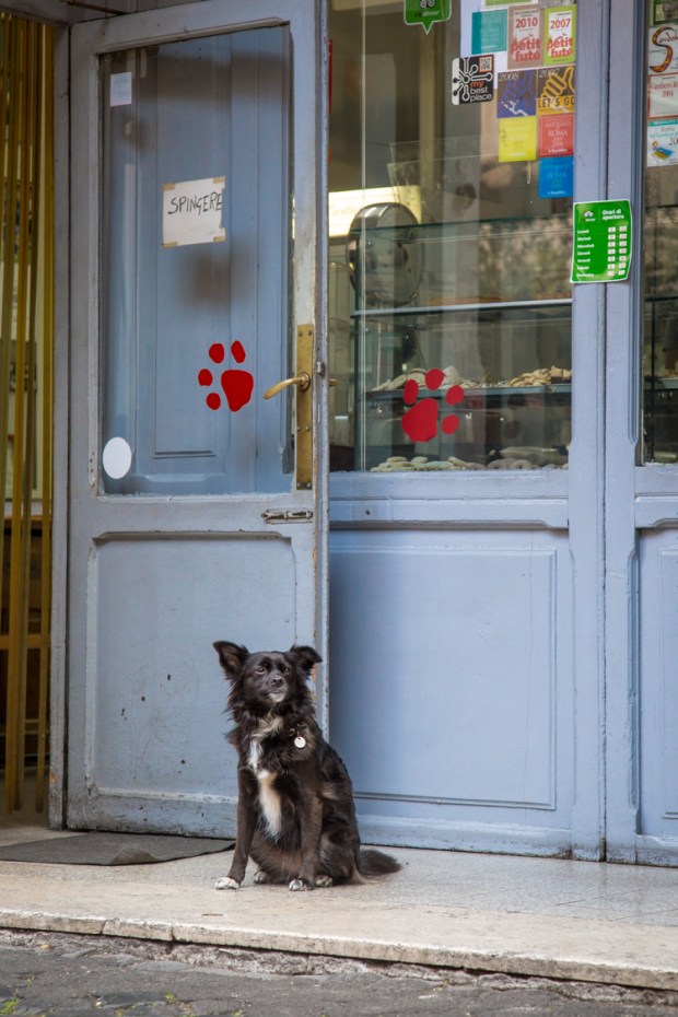 vanDoggo Tikka Dog Travel Rome 3-8.JPG