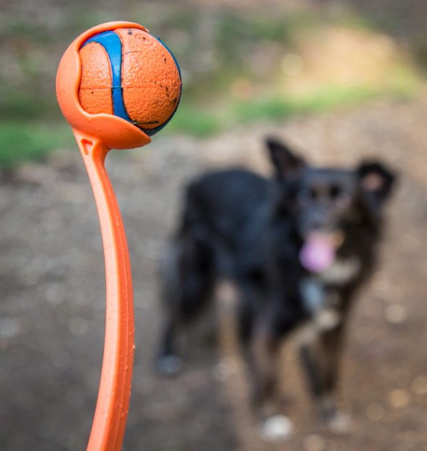 vanDoggo Tikka Dog Travel Rome 31-6.JPG