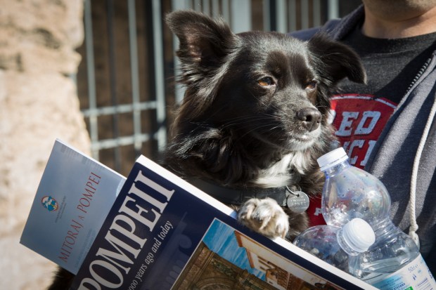 vanDoggo Dog Travel Pompeii 1-2.JPG