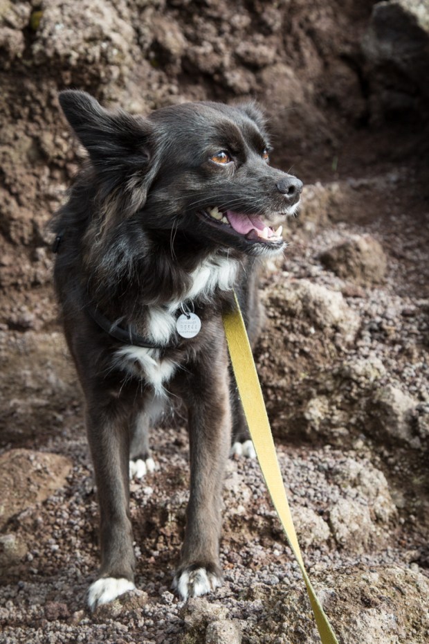 VanDoggo Dog Travel Italy-3.JPG