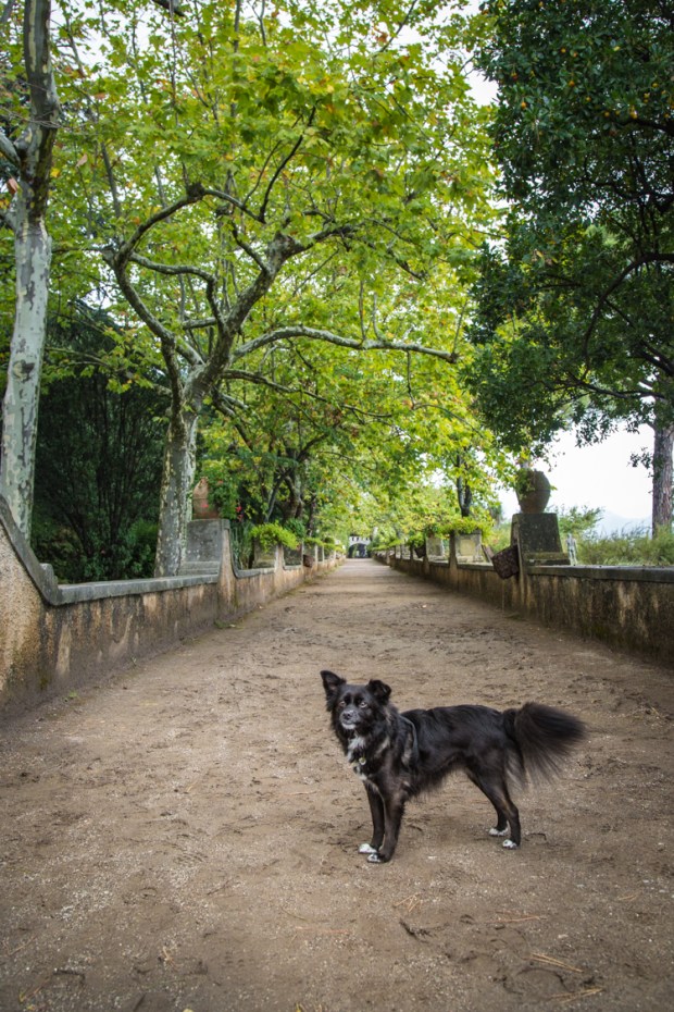 VanDoggo Italy Amalfi Coast Ravello-9.JPG