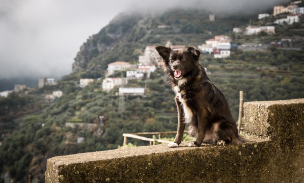 VanDoggo Italy Amalfi Coast RavelloFeature