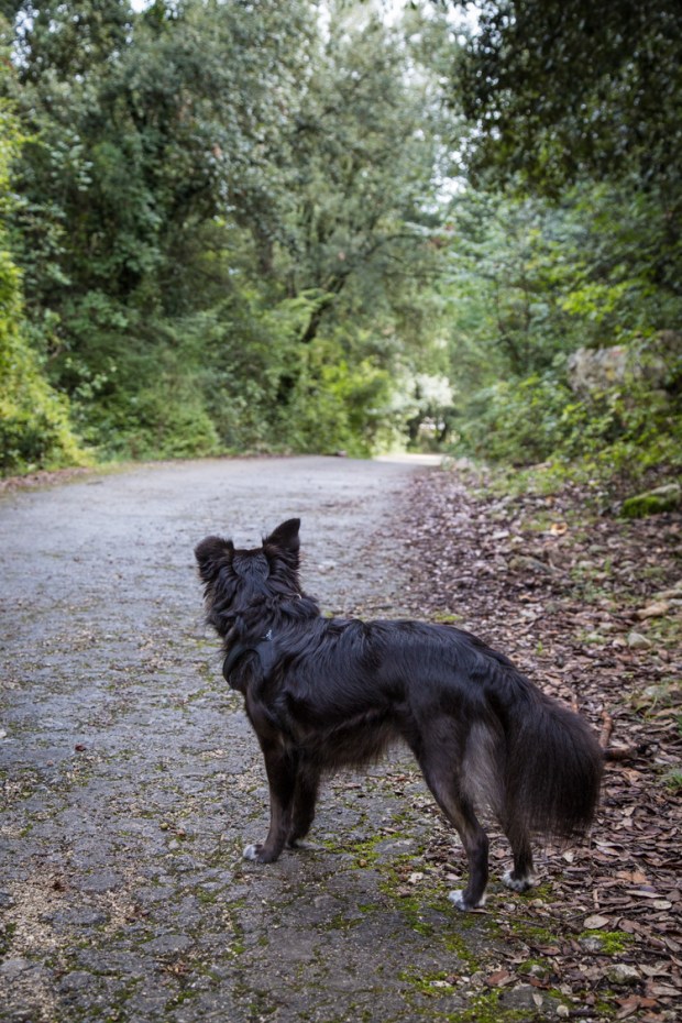 vanDoggo Tikka Italy Assisi-6.JPG
