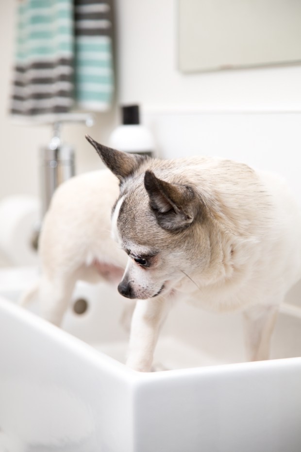 Buster for Beau-4.JPG