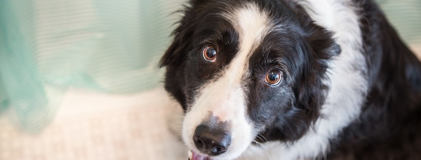 Border Collie dog in the bathtub looking up at the camera