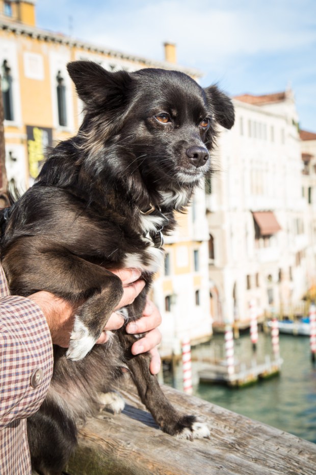 Tikka Venice Dog Travel-16.JPG