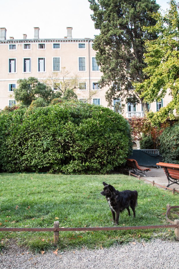 Tikka Venice Dog Travel-18.JPG