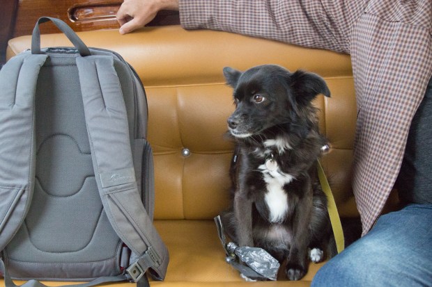 Tikka Venice Dog Travel-45.JPG