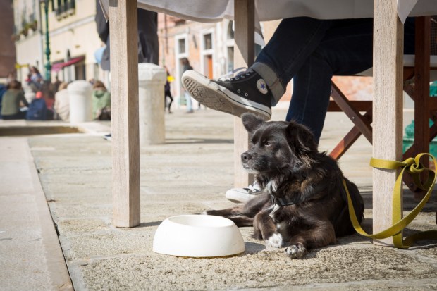 Tikka Venice Dog Travel-12.JPG