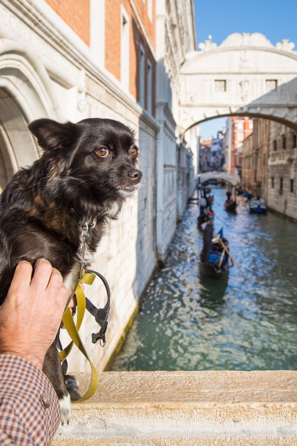 Explore Venice With Your Dog – Part 2 | Dog Travel Italy – VanDoggo