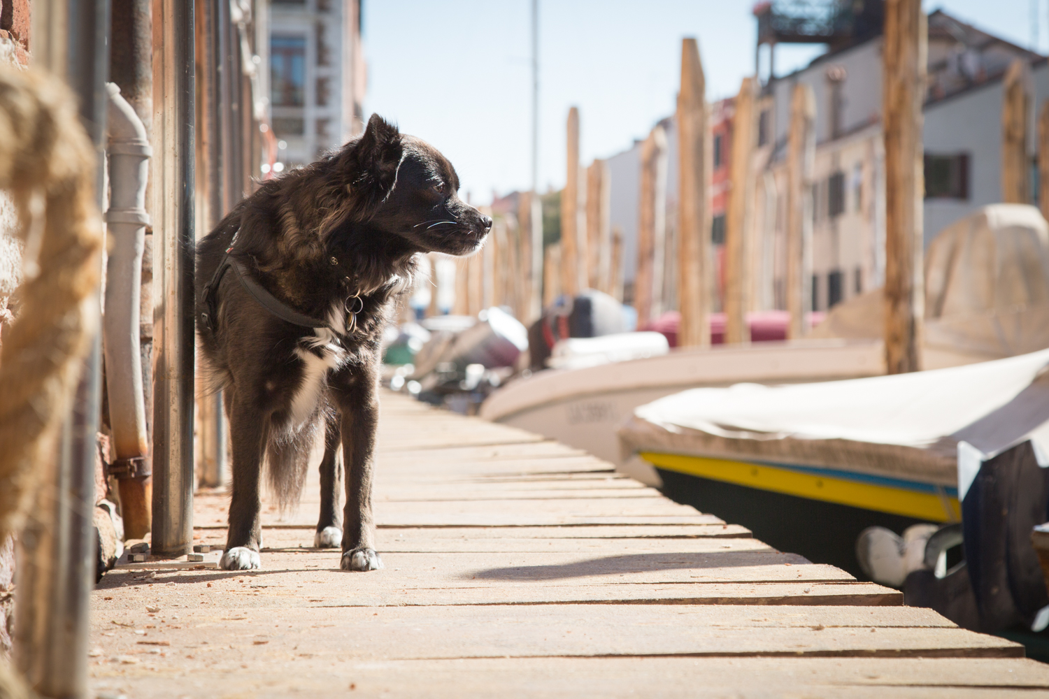 Explore Venice With Your Dog – Part 2 | Dog Travel Italy – VanDoggo
